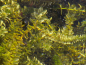 Preview: Elodea canadensis - Wasserpest